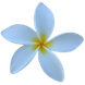 Jasmine ICQ